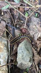 small reptile or similar animal