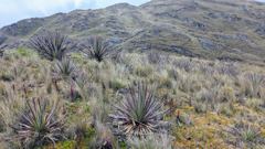rocky highland vegetation