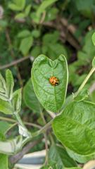insect closeup