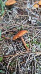 orange fungus among grass and twigs