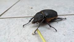 insect closeup