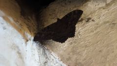 insect closeup