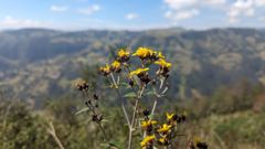 flowering plant