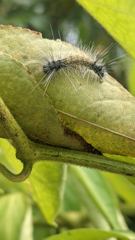 insect closeup
