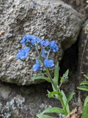 flower or plant closeup