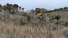 mountain or valley landscape