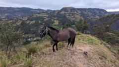 horse on trail