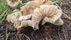 mushroom or fungus closeup