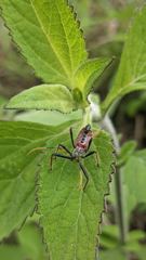 insect closeup