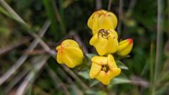 yellow flower close-up