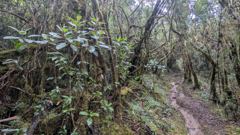 singletrack trail in vegetation