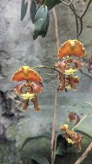 flowering plant