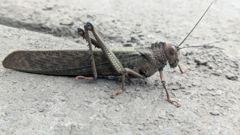 insect close-up