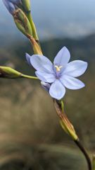 small blue flower