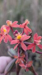 flower or plant closeup