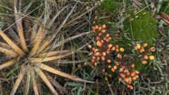berries and spiky plant