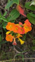 orange flowering plant