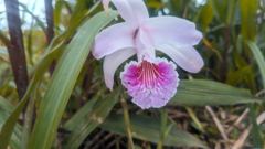 pink orchid-like flower