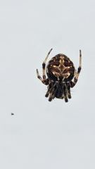 insect closeup
