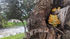 fungus on tree