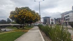 urban sidewalk and flowering tree