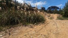 dirt trail