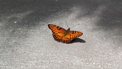 insect on pavement