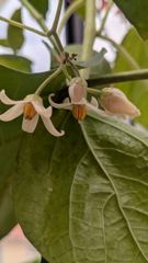 flower or plant closeup