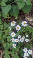 flower or plant closeup