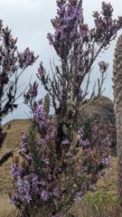purple flowering shrub