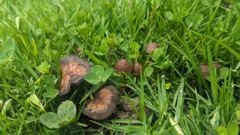 small mushrooms in grass