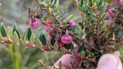 pink shrub flowers