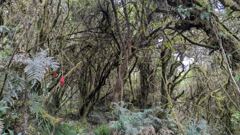 forest vegetation