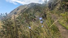 hillside with blue flowers