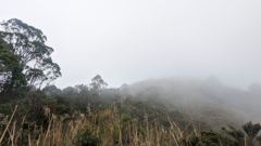 foggy highland grass
