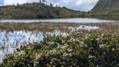 wetland lake and flowers