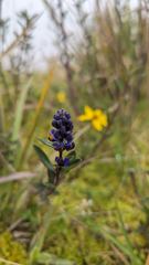 small yellow flower and dark seed head