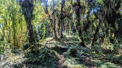 forest trail