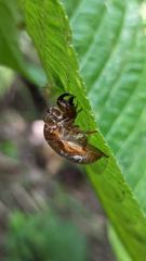 insect closeup