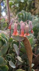 flower or plant closeup