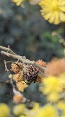 insect closeup