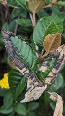 leafy plant close-up