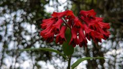 flower or plant closeup