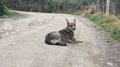 dog resting on road
