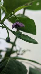 purple flower with insect-like detail