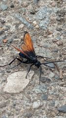 insect closeup