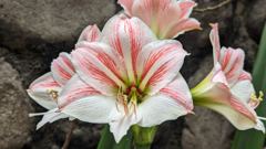 large flowers