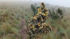flowering shrub