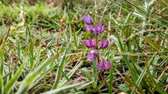 flowering plant