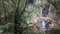 shaded forest watercourse
